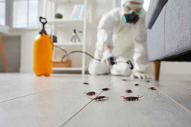 Affordable Termite Control solutions in De Graff, OH